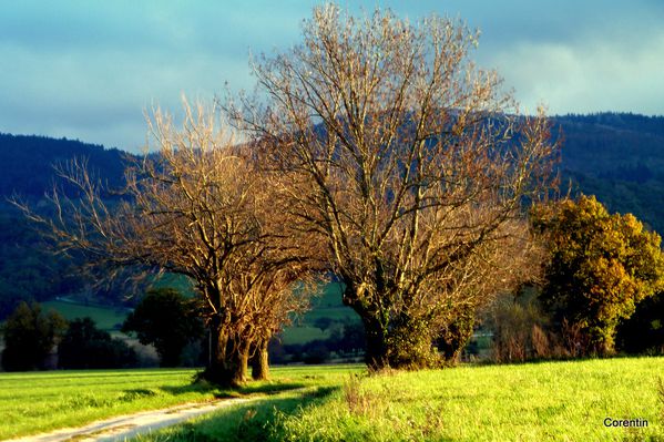 f01---Des-arbres.JPG