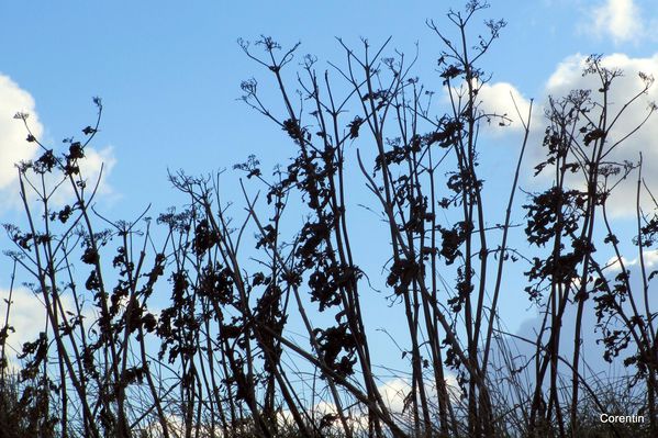 s01---Plantes-et-ciel.JPG