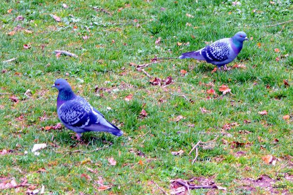 L04---2-pigeons.JPG