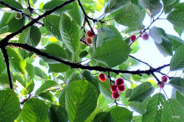 X07 - Branche de cerisier
