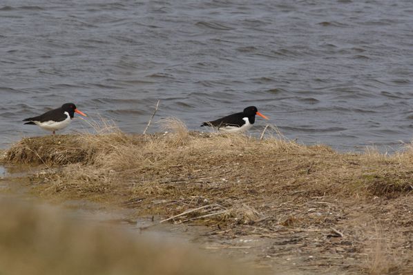 rencontre oye plage