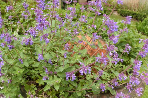 nepeta dans la vasque medicis