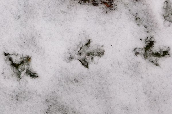 empreintes de poules dans la neige