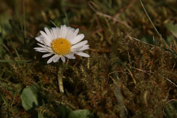PRINTEMPS-9310---Copie.JPG