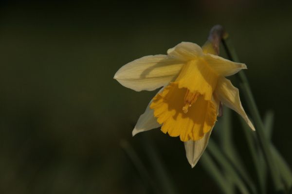 PRINTEMPS-9328---Copie.JPG