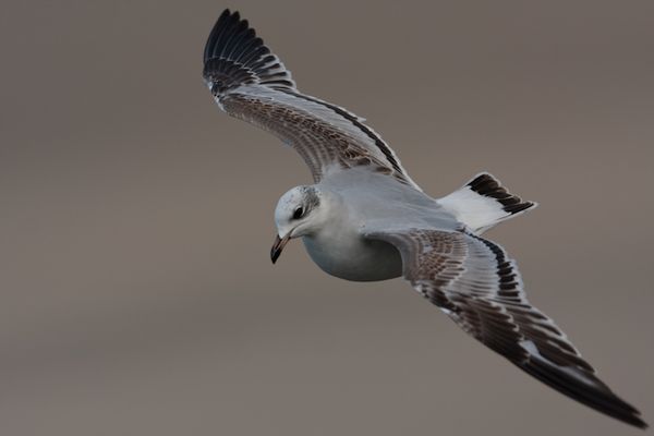 Mouette mélano, boulogne, decembre 2009 photo4 mail-1