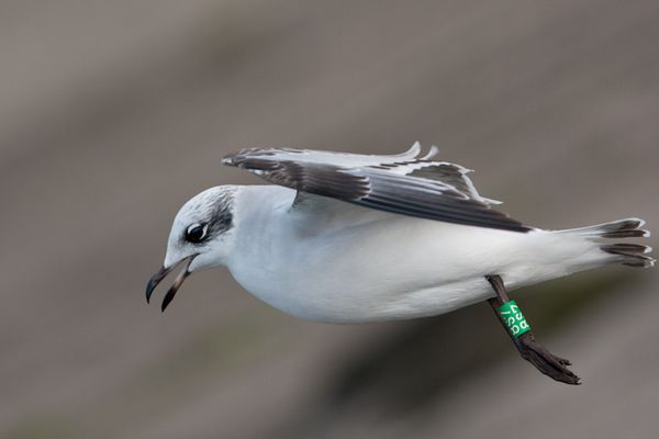 Mouette mélano, boulogne, decembre 2009 photo5 mail-1