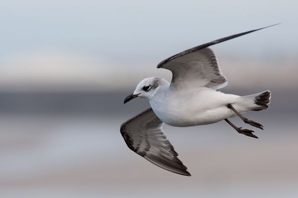 Mouette mélano, boulogne, decembre 2009 photo6 mail-1