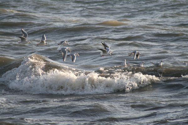 les-oiseaux-du-littoral-4376--.jpg