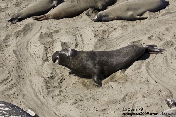 Big Sur - 04