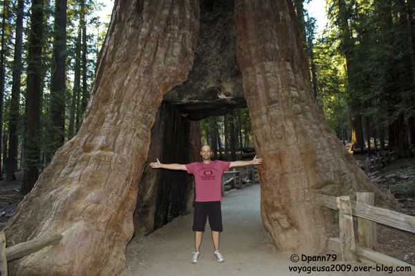 Yosemite - Mariposa Grove02
