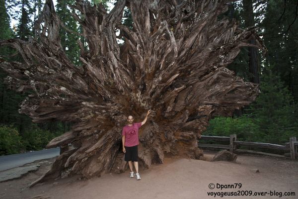 Yosemite - Mariposa Grove05