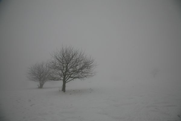 Arbres 4