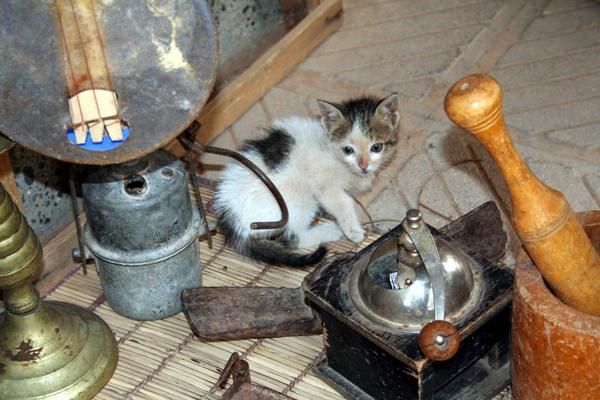Chat maroc frequence
