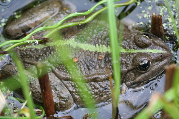 grenouille-journee.jpg