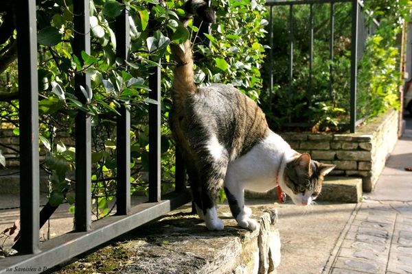 Chat bordeaux