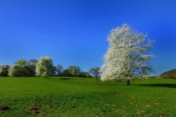 cerisier en fleurs vers Offwiller