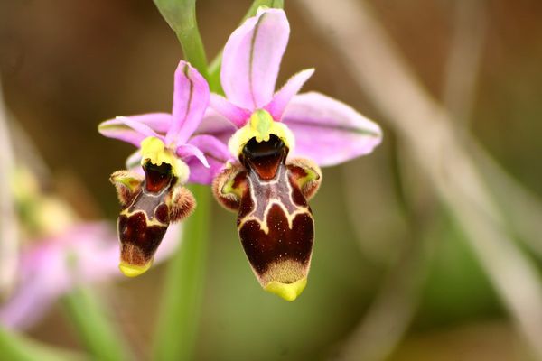 Ophrys picta2p