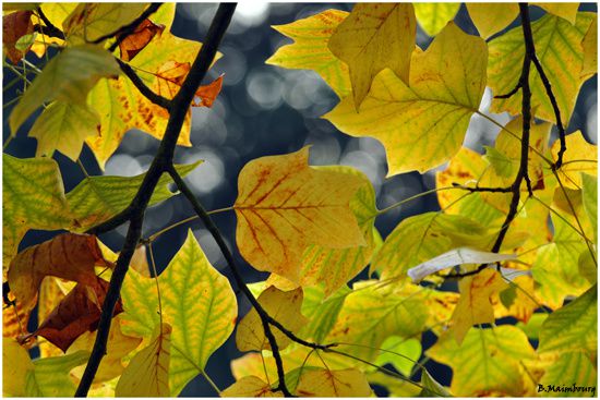 automne-feuilles-bailleul-sur-therain