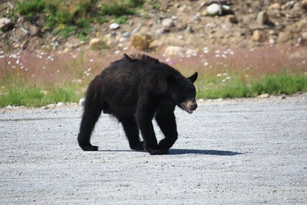 yellowstone