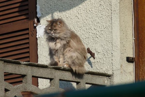 Chat à Bagnolet