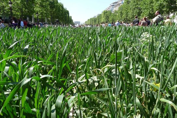 Champs Elysées 23 mai 2010