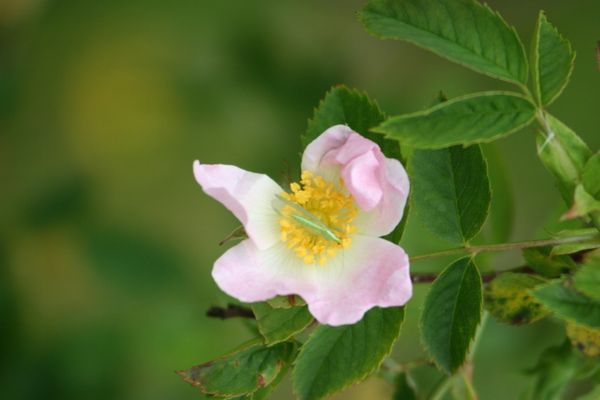 Juillet-2009_3722.jpg