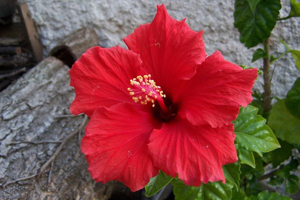 HIBISCUS06-2007--1-.JPG