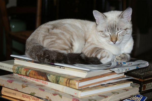 chat-sur-livre.jpg