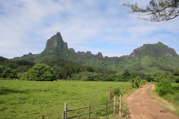 MOOREA 9321 copie
