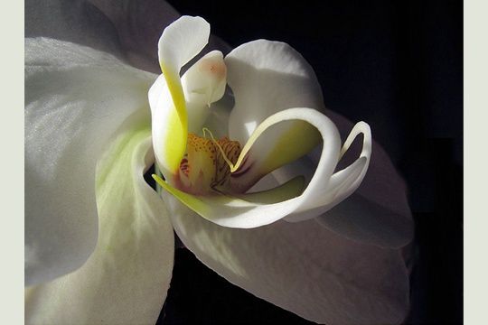 orchidee-557598.jpg