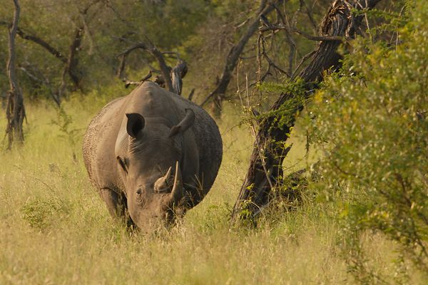 Rhino noir RSA Kruger 080510 DSC 2372 web