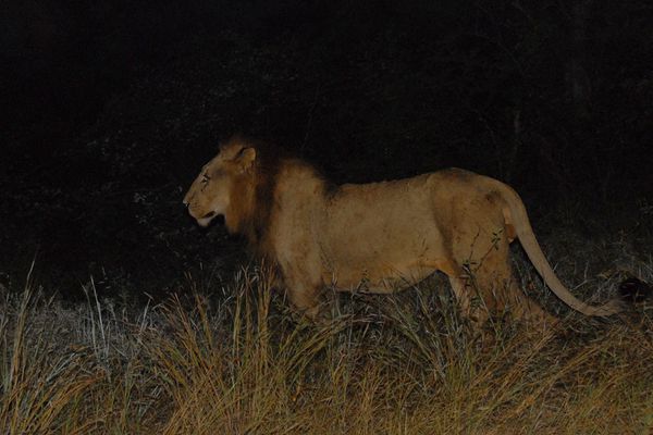 Lion RSA Kruger 090510 DSC 2500 web