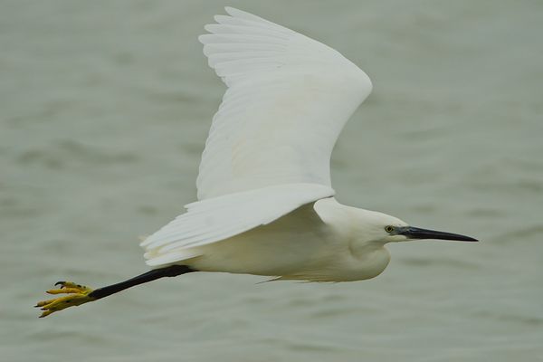 Aigrette Garzette delta Ebro 180412 DSC8097