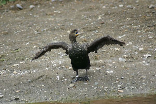 cormoran-aigrette-03