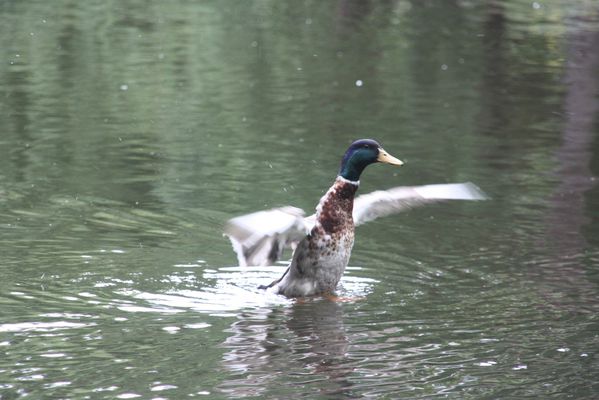 article la danse du canard