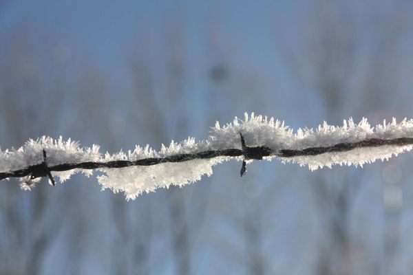 neige-055-Barbele-sur-toute-sa-longueur-jpg