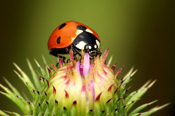 zzcoccinelle.jpg