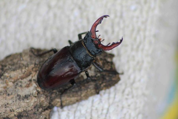 trés gros scarabé sauvé de la noyade