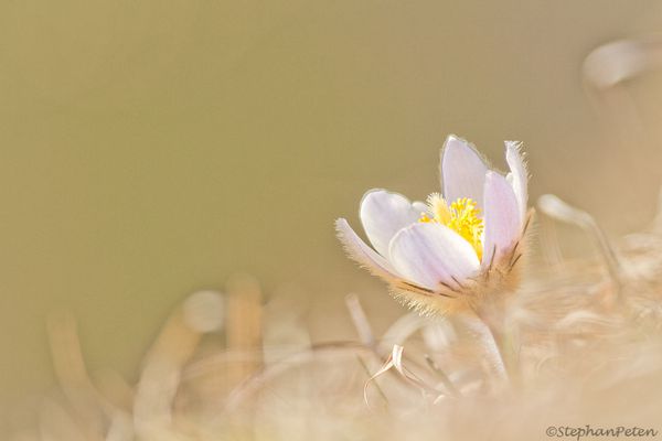 AnemonepulsatileMandelon.4.04-14.jpg