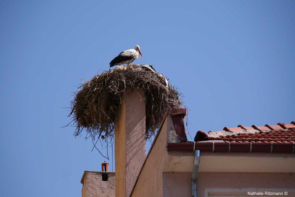 cigognes-copy.jpg