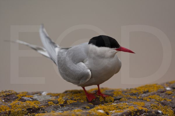 Sterne arctique, Farnes, GB, juin 2010 photo mail-65