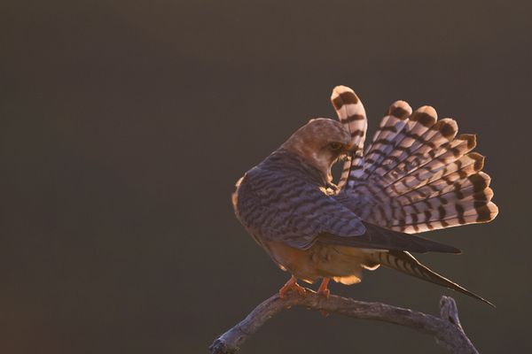 faucon kobez femelle, hongrie, mai 2012 mail-7218