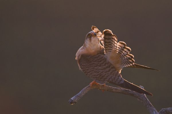 faucon kobez femelle, hongrie, mai 2012 mail-7252