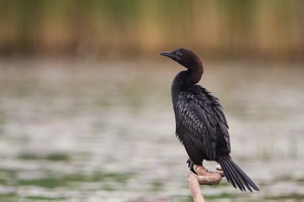 Cormoran pygmée, hongrie, mai 2012 mail-0022