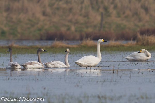 Cygne de Bewick, Platier d'Oye, fevrier 2013 mail (11 sur 1