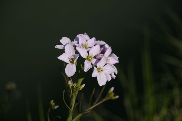 Cardamine-pratensis.JPG