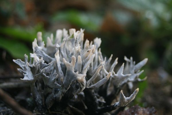 Xylaria-hypoxylon-ou-Xylaire-des-bois--HDTV--720--.JPG