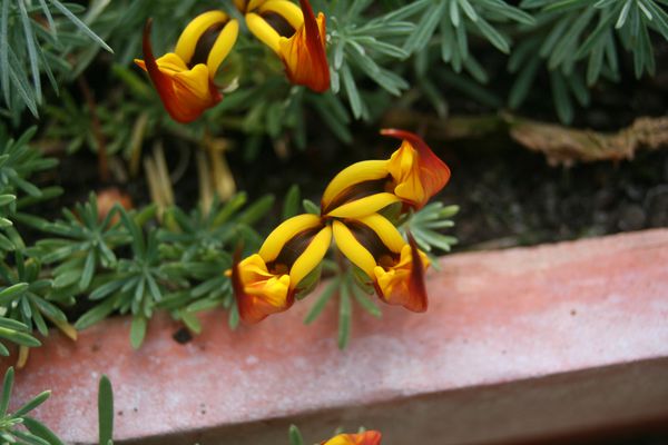 Lotus-maculatus.JPG