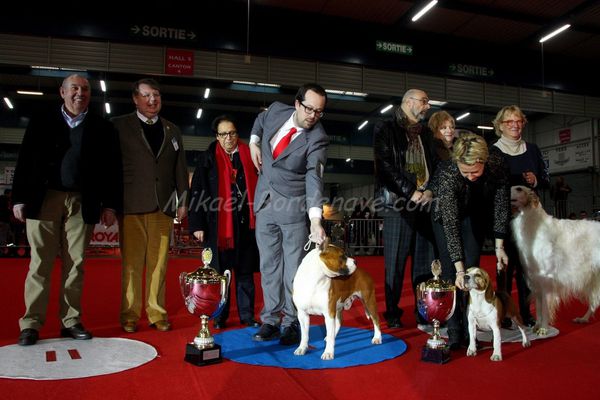 71e Exposition canine internationale Toulouse 2013 (113)